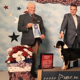 Bentley - Miniature American Shepherd