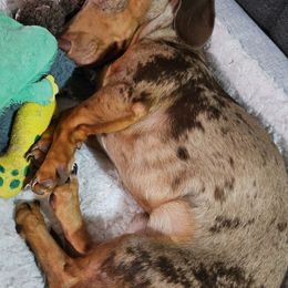 Dachshund Puppies from SouthernMama Doxies