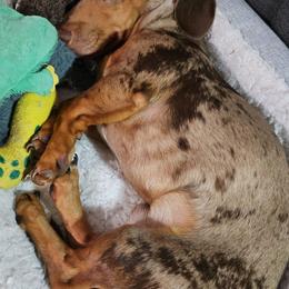 Dachshund Puppies from SouthernMama Doxies