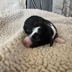 Flower - female Australian Mountain Doodle puppy in Snook, Texas from Snook Acres Doodles