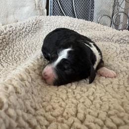 Flower - female Australian Mountain Doodle puppy in Snook, Texas from Snook Acres Doodles