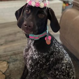 German Shorthaired Pointers from Williams Ozark Cattle Company