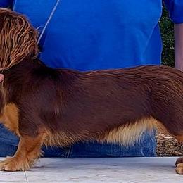 Coco - Dachshund