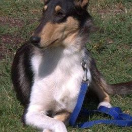 Collies from Wyndrush Collies