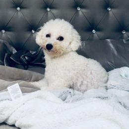 CALYPSO - Bichon Frise