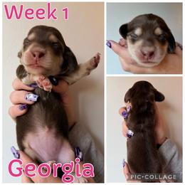 Georgia - Chocolate and cream female Dachshund puppy in Michigan from M.H.P Dachshunds