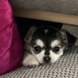 Dazee - Blue and white female Chihuahua puppy in Omaha, Nebraska from Tiny Nation Chihuahuas