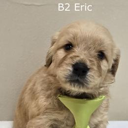 Boy 2 - Cream male Goldendoodle puppy in Milford, Michigan from Servant Kennel