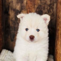 Cinderella - White female Pomsky puppy in Grass Valley, California from Karalot Pomskies
