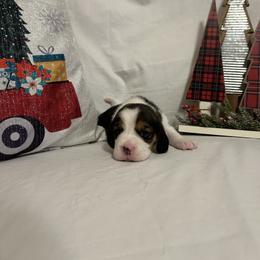 Girl 4 - White black and tan female Beagle puppy in Newman, California from Valley Beagles