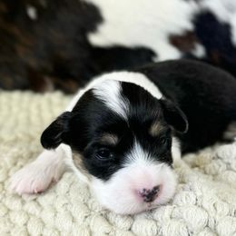 Dally - Black and tan female Pembroke Welsh Corgi puppy in Red Bluff, California from Wilder Ranch Corgis