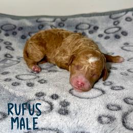 Rufus - Red  male Goldendoodle puppy in Beecher, Illinois from Erica’s Doodles