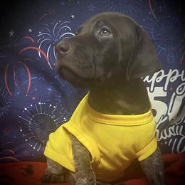 Pup 2 yellow available - Liver roan male German Shorthaired Pointer puppy in Hardeman County, Tennessee from Howell Farm GSP