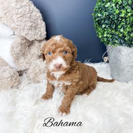 Bahama - Red  male Goldendoodle puppy in from Pink Poodles and Doodles