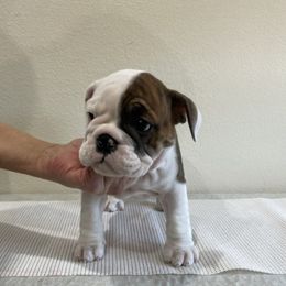 Bulldog All Grown Up from Kokopelli Bulldogs