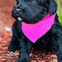 Australian Labradoodle Puppies from The Kindred Doodle Co.