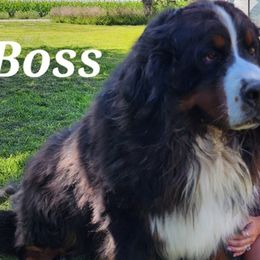 Boss - Bernese Mountain Dog