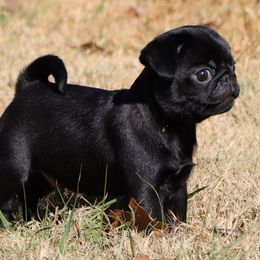 Finn - Black male Pug puppy in Winnsboro, Texas from Southern pugs