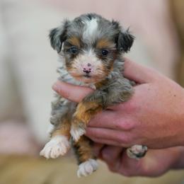 Doc - Merle male Bernedoodle puppy in Dundee, Ohio from Down Home Doodle