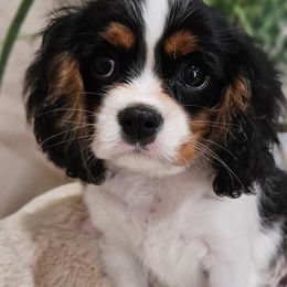 Aussiedoodles, Cavalier King Charles Spaniels, Cavapoos, and Poodles from Leerose Puppies