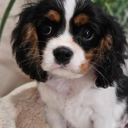 Aussiedoodles, Cavalier King Charles Spaniels, Cavapoos, and Poodles from Leerose Puppies