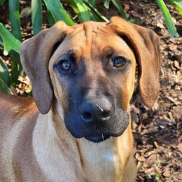 Rhodesian Ridgebacks and Xoloitzcuintli from Venus Rhodesian Ridgebacks