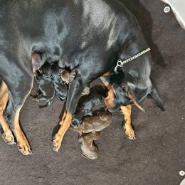 Doberman Pinscher puppies from Double-Take Doberman Kennels