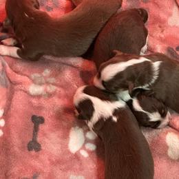 Australian Shepherd puppies from Chisholm Trail Kennels