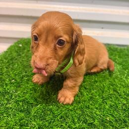 Honey Bun - Red male Dachshund puppy in Pollok, Texas from Magnolia Kennels