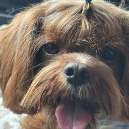 Cavapoos, Goldendoodles, and Poodles from Pearls & Curls doodles & poodles