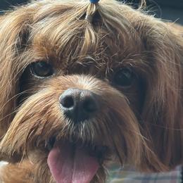 Cavapoos, Goldendoodles, and Poodles from Pearls & Curls doodles & poodles