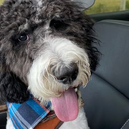 Goldendoodles and Pembroke Welsh Corgis from MAS Genetics