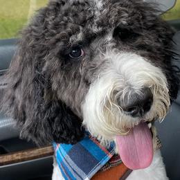Goldendoodles and Pembroke Welsh Corgis from MAS Genetics