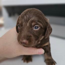 Twix- Full CKC - Chocolate and tan male Dachshund puppy in Loganville, Georgia from Royal Dackel Haus
