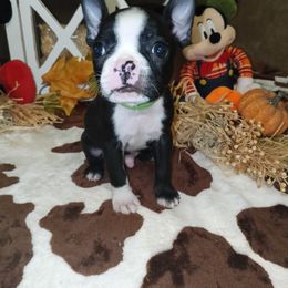 Green Ribbon Male - Brindle and white male Boston Terrier puppy in Cedar Hill, Texas from Baldwins Boston Terriers