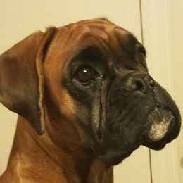 NELLIE  - Boxer