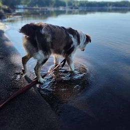 Australian Shepherd All Grown Up from Addie's Aussies