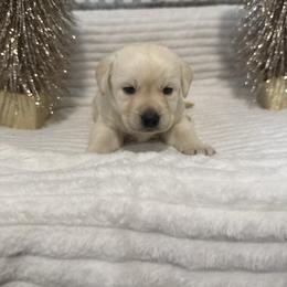 Green Yellow Boy - Yellow male Labrador Retriever puppy in Angola, Indiana from Reniers Labrador Retrievers