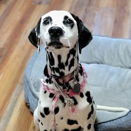 Dalmatians from County-Line Critters