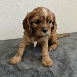 KitKat - Ruby female Cavalier King Charles Spaniel puppy in Thatcher, Arizona from Ethan McBride