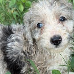 Carolina - Blue merle female Aussiedoodle puppy in Four Oaks, North Carolina from RoseWest Farms