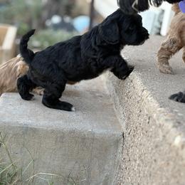 E. J. - Black and white female Cavapoo puppy in Lubbock, Texas from Bleu Moon Cavapoo’s
