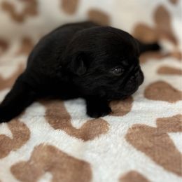 Boy 2 - Black male Pug puppy in Durant, Oklahoma from Cagle's Crowning Pug's