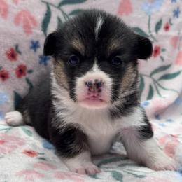 RHT Fem 2 - Black and tan female Pembroke Welsh Corgi puppy in Stephenville, Texas from Rising JM Pembrokes