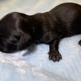 Onyx - Black male Dachshund puppy in Orlando, Florida from Weiner Wunderland of Central Florida