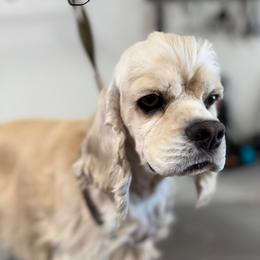 Joy - Cocker Spaniel