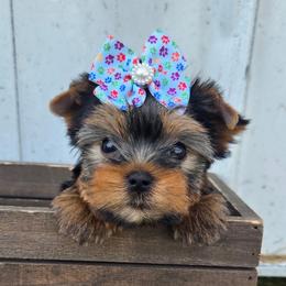 Louise - Blue and gold female Yorkshire Terrier puppy in Monticello, Iowa from Ashley’s Puppies