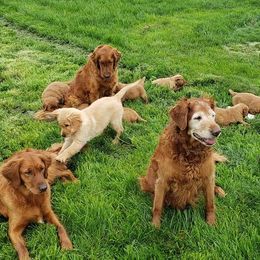 Golden Retriever and Labrador Retriever Puppies from Sutter Bay Retrievers
