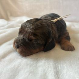Pancake - Merle female Cavapoo puppy in Adrian, Oregon from ApplebyFarm