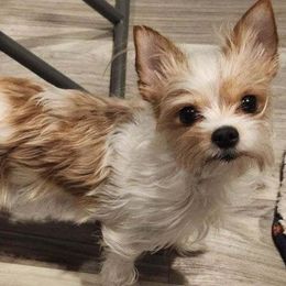 Fawn - Yorkshire Terrier